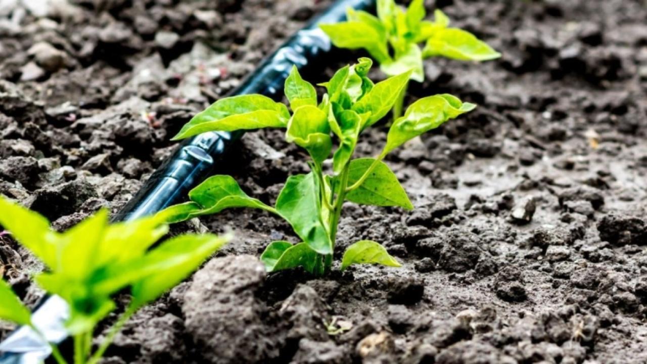 irrigation of seedlings