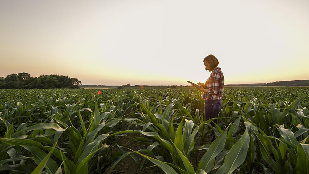 Woman using tablet amid crops