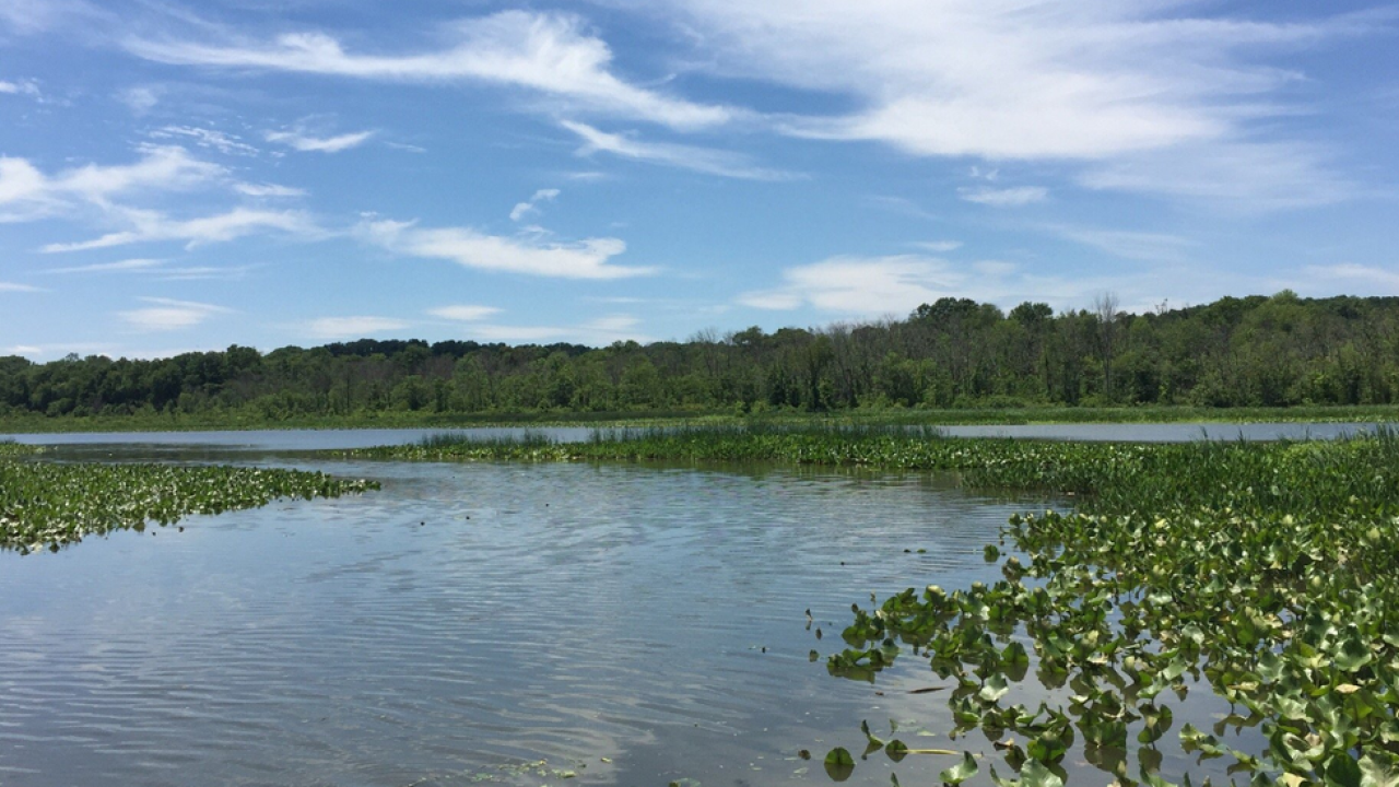 Photo of a lake surrounded by trees