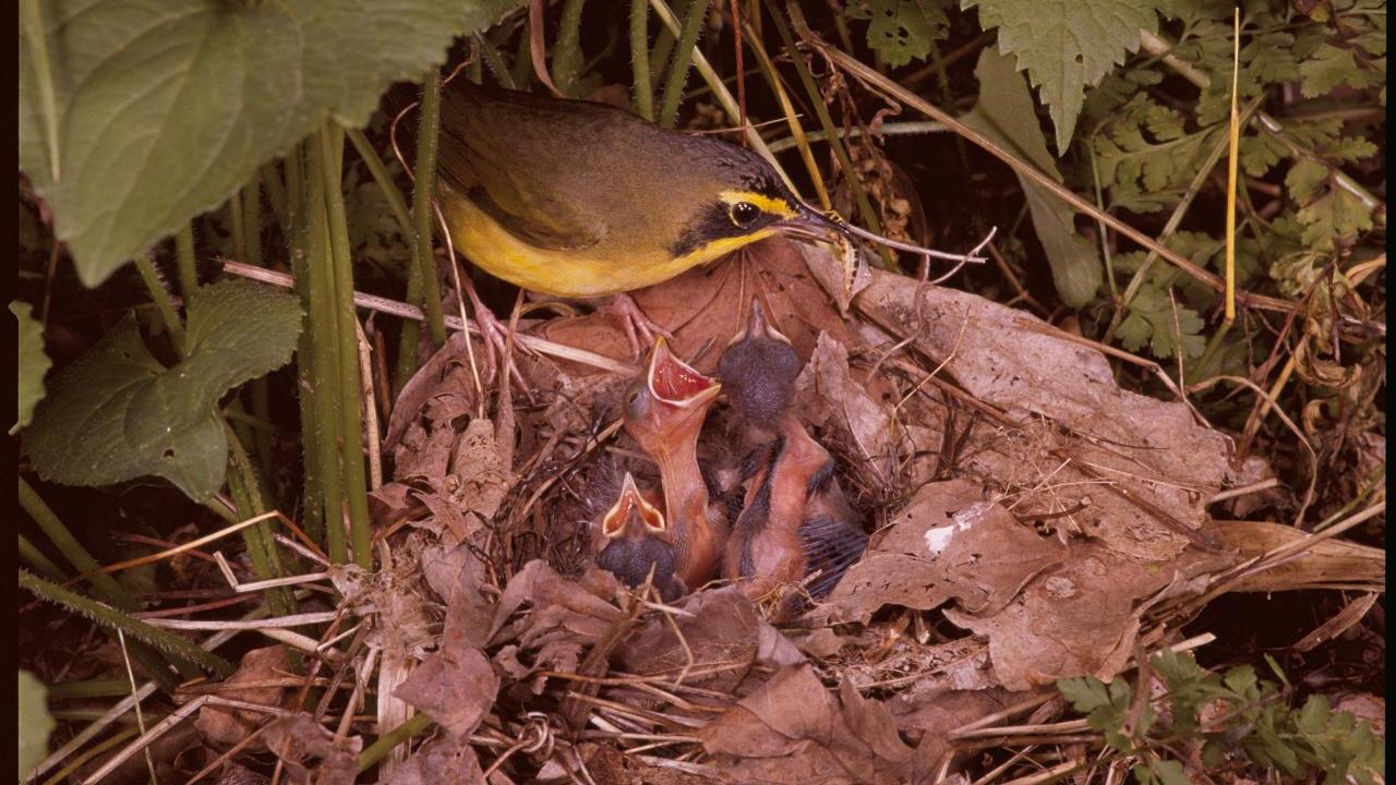 Kentucky warbler birds in a nest