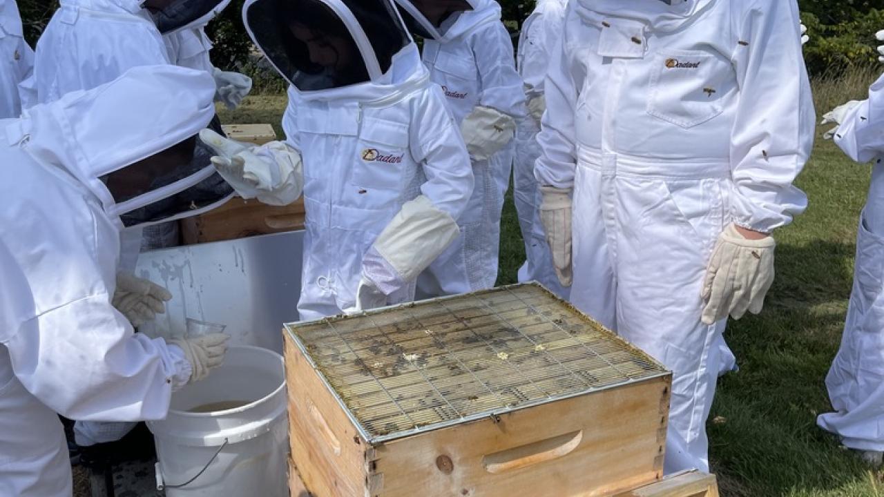 People in protective bee gear, near bee hives
