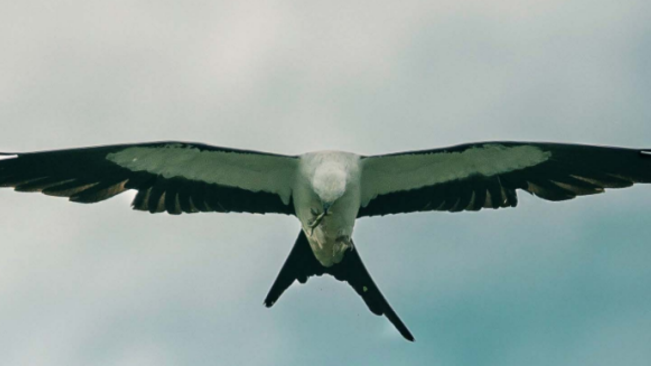 Kite bird in flight.