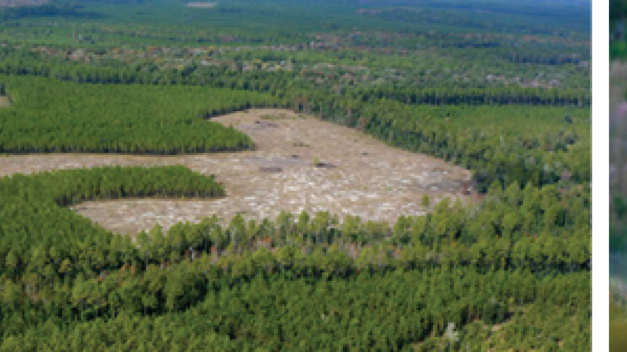 One image of green forests and one of a deer