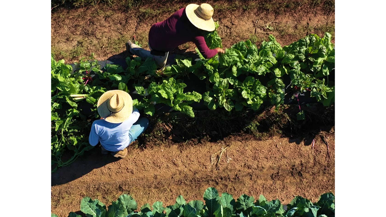 aerial view of people tending to rows of green crops
