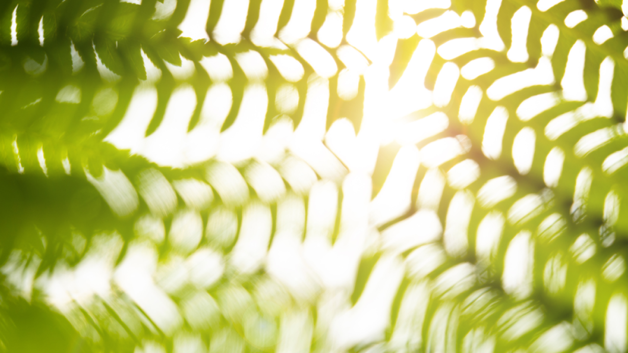 looking up at a canopy of leaves with the sun filtered through.