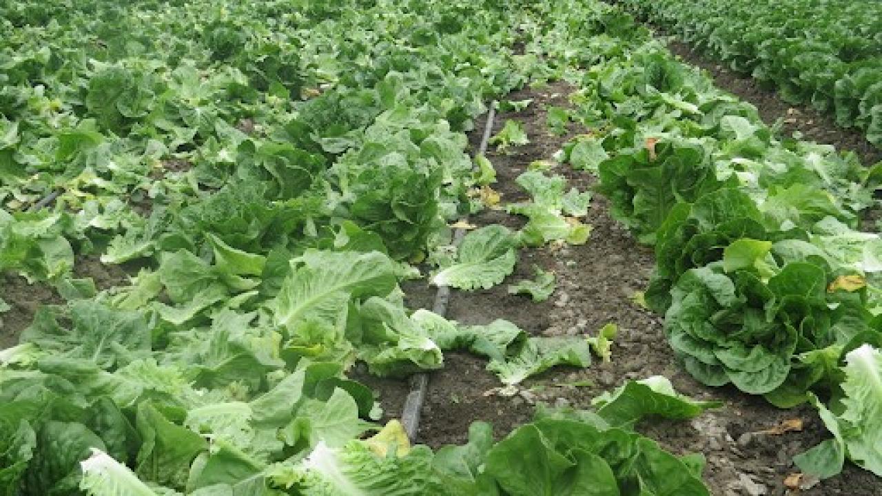 A farmer in a large field of lettuce