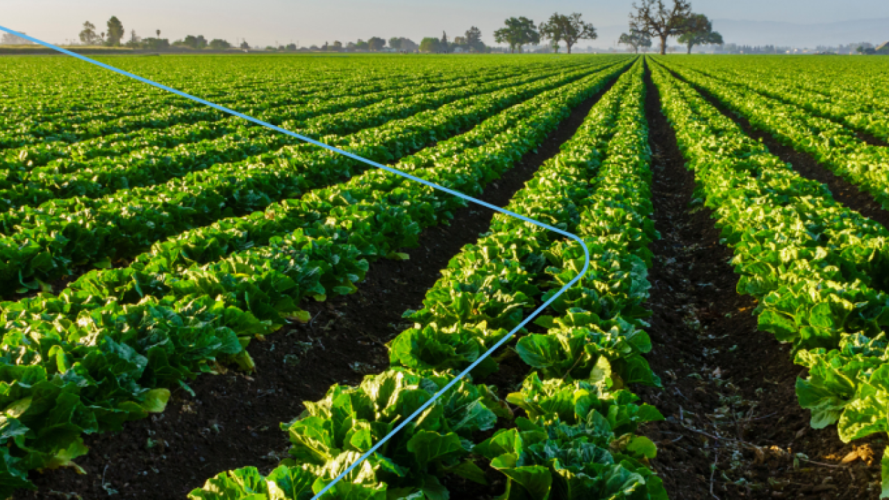 A large field full of rows of growing leafy vegetables.