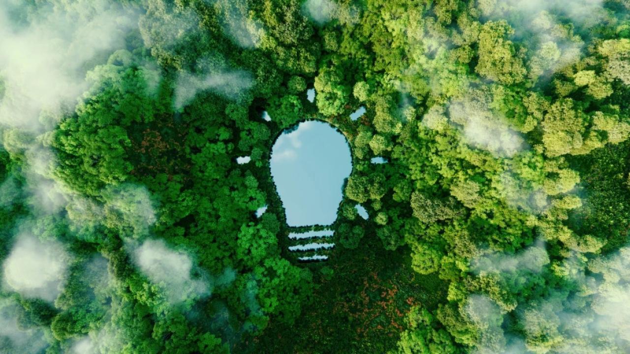 Aerial view of a forest and a lake in the shape of a lightbulb.