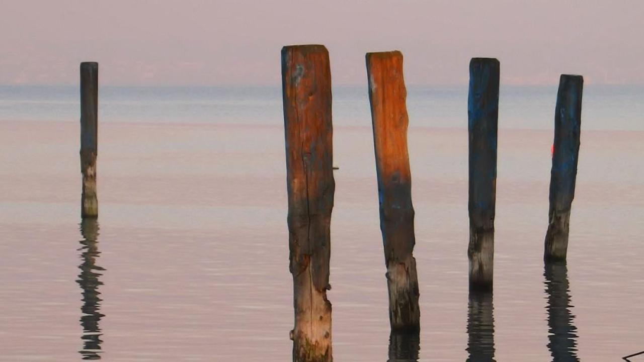 Planks of wood stuck vertically in a body of water.