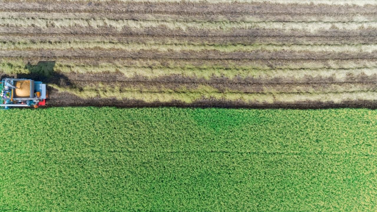 Machine harvesting rice