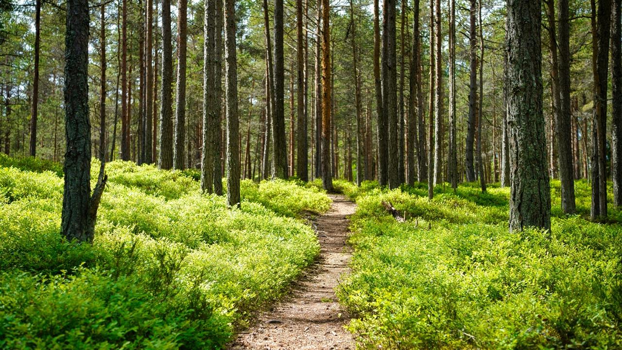Cascale and Worldly release the  “Navigating Forest, Land, and Agriculture (FLAG) Emissions report