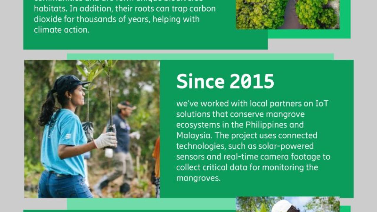 "Connected Mangroves" infographic, three subjects: The Mangroves, Since 2015, A better future.