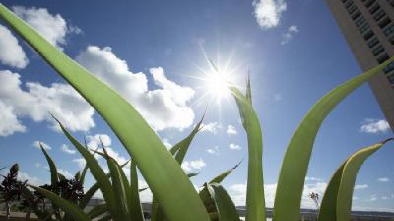 Closeup of plants growing in front of a bright sunny sky 