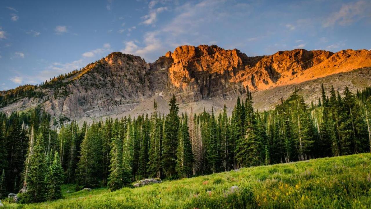 Forest and mountains