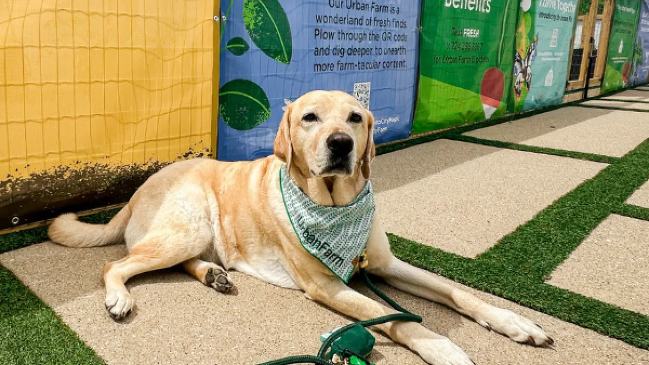 A dog laying on a pathway in front of a cloth banner lined fence.