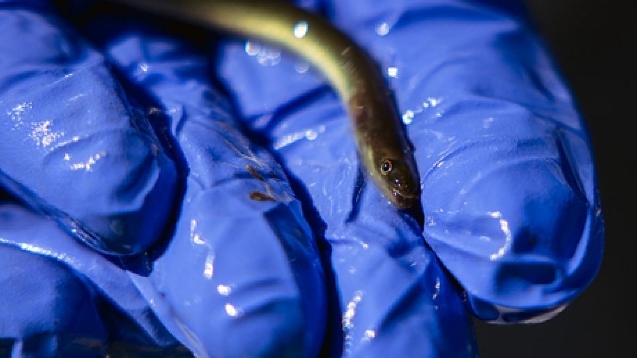 American eel resting in a gloved hand
