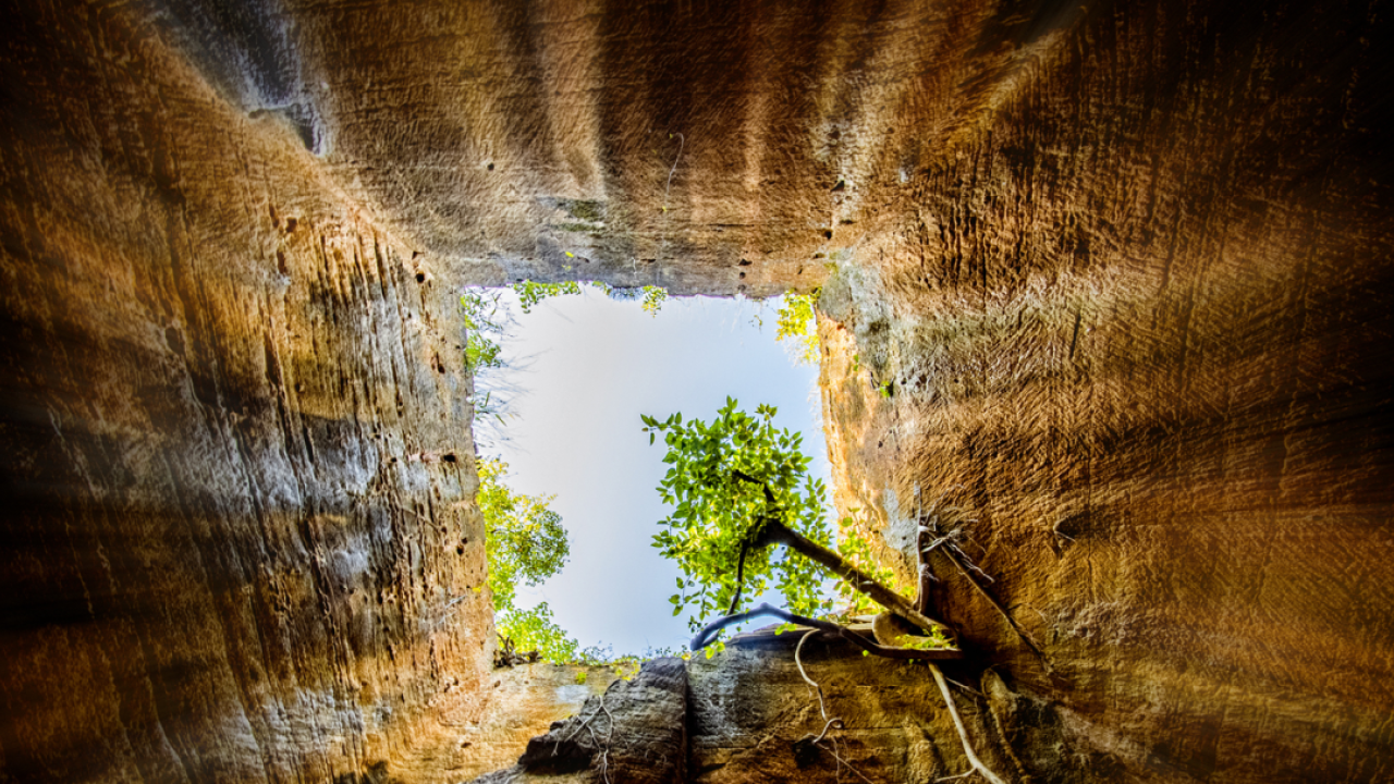 looking up through soil to a tree
