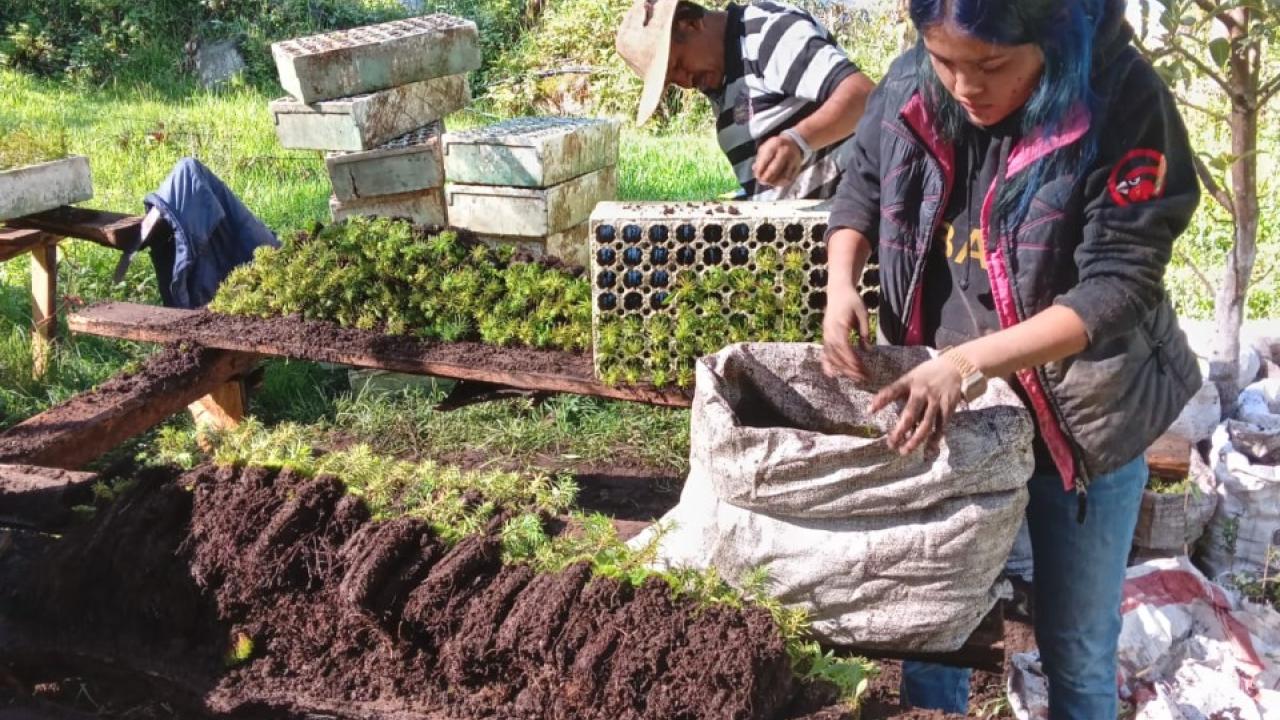 People collecting seedlings from dirt under a canopy outside.