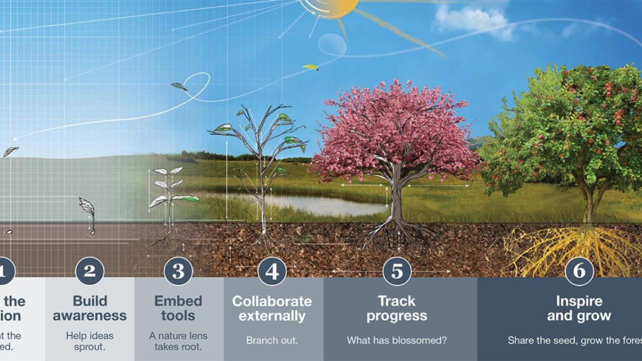 info graphic of six steps showing a seed growing into a mature tree  1. set the vision 2. build awareness 3. embed tools 4. collaborate externally 5. track progress 6. inspire and grow