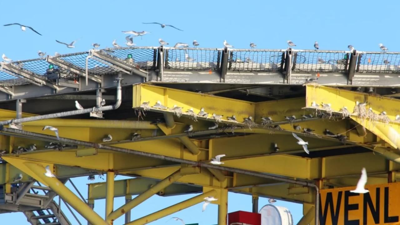 hundreds of sea birds flying and nesting on a large industrial platform