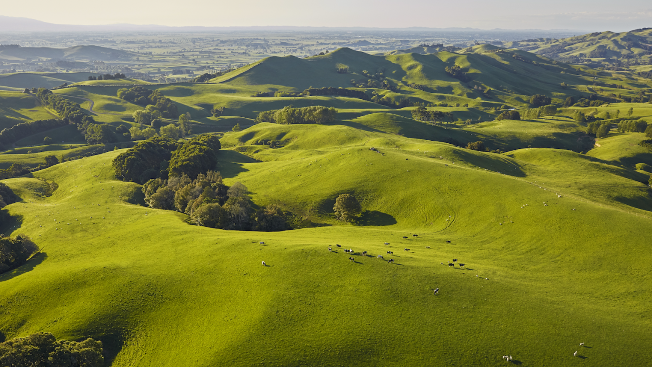 Fields with animals grazing
