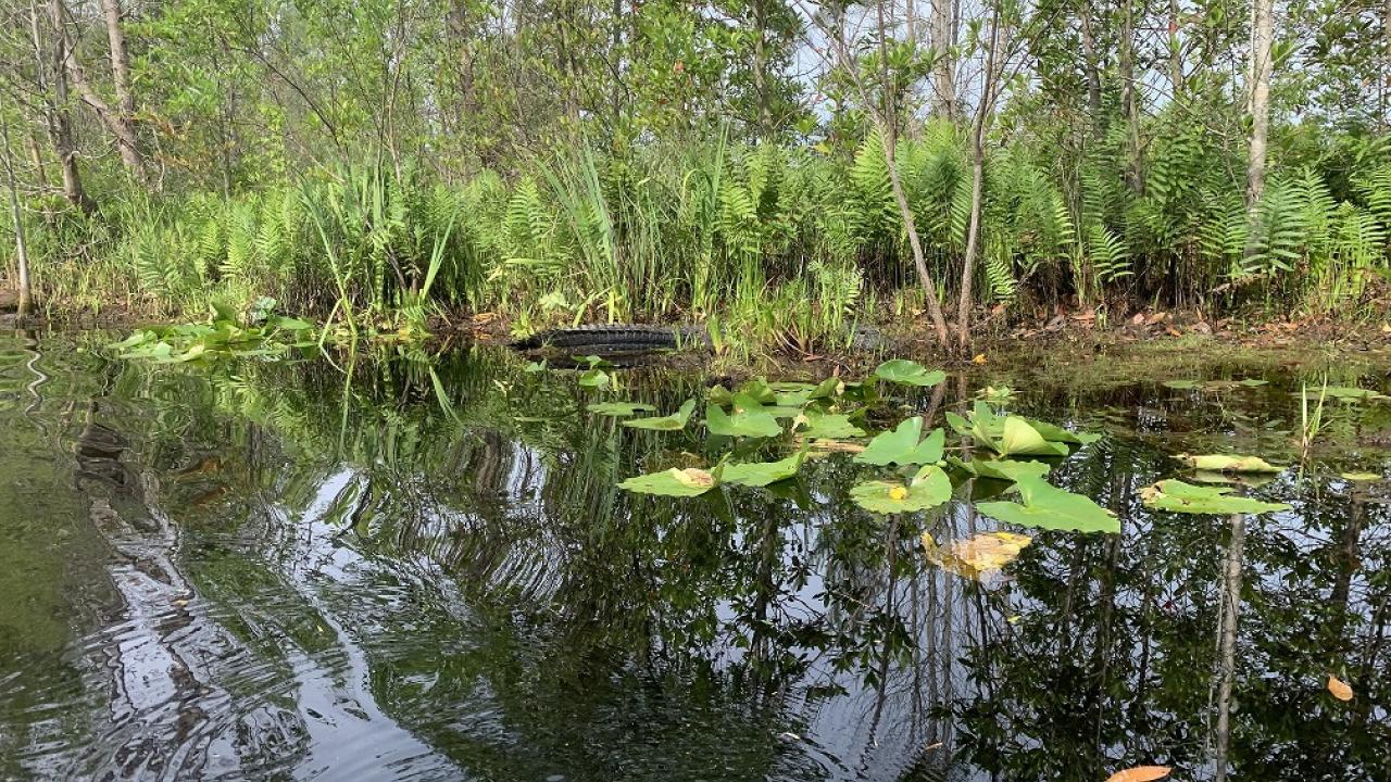 swamp