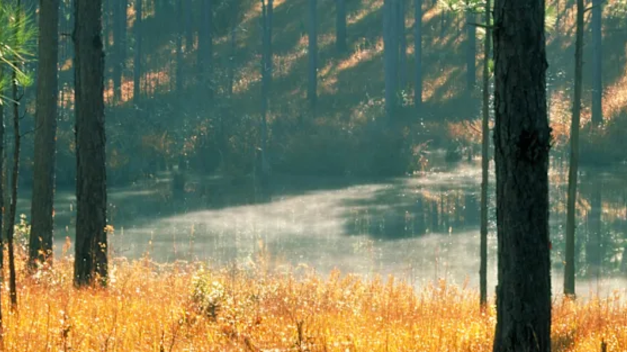 Forest