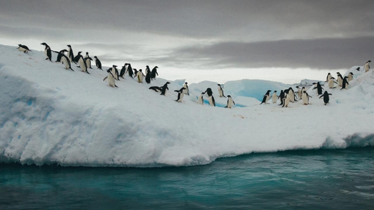 Penguins on ice