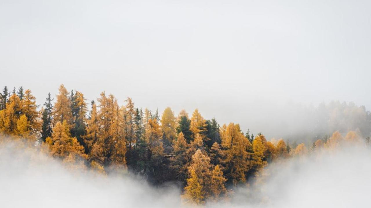 Trees in the fog