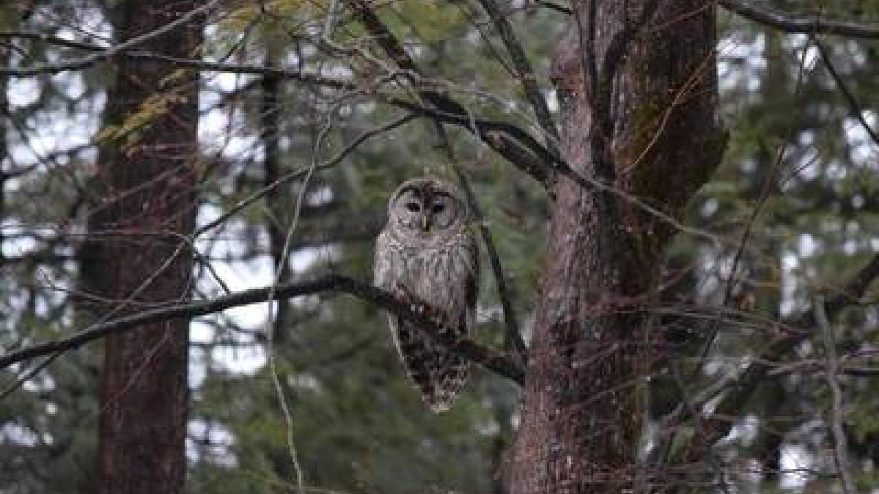 An owl sitting on a branch in a tree