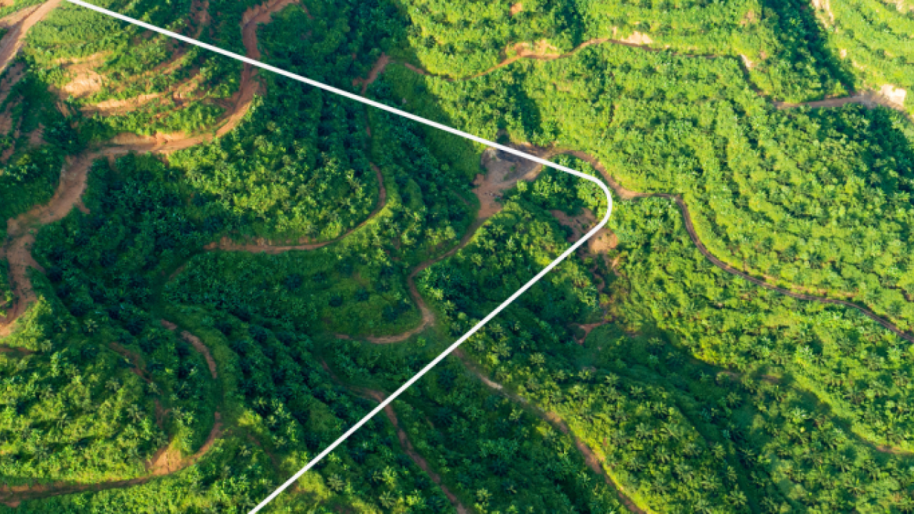 aerial view of a palm farm