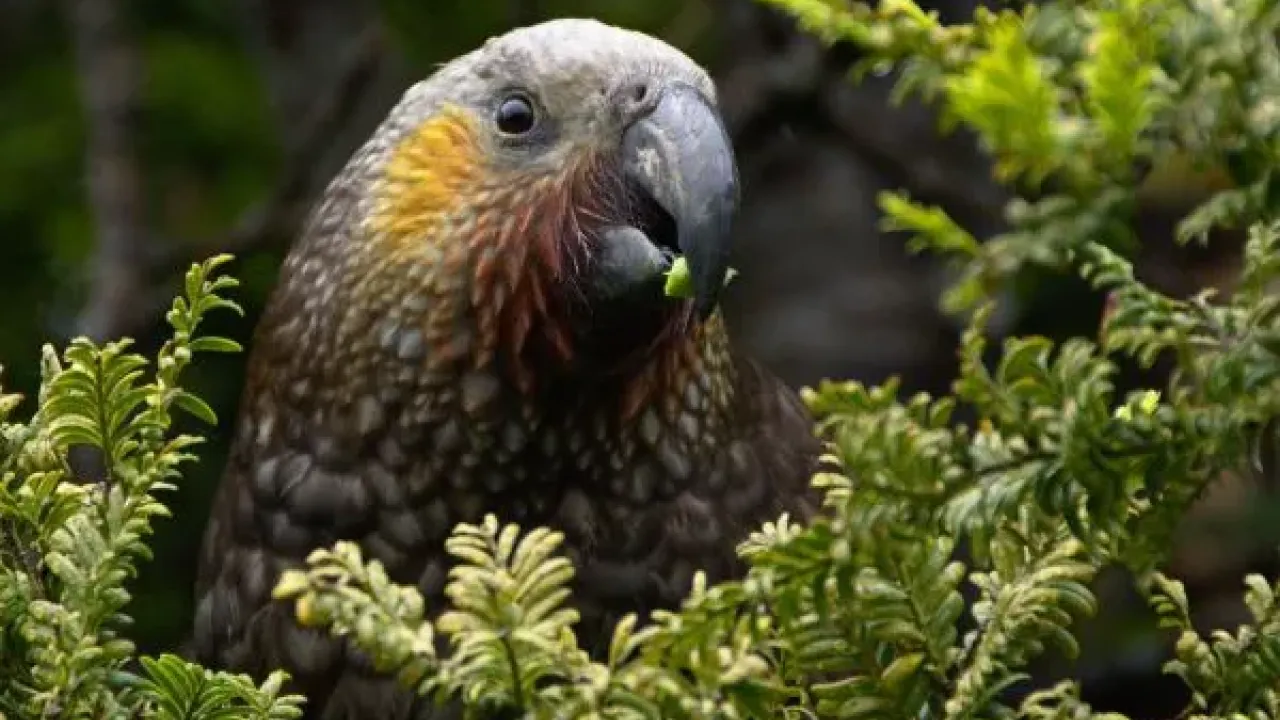 parrot