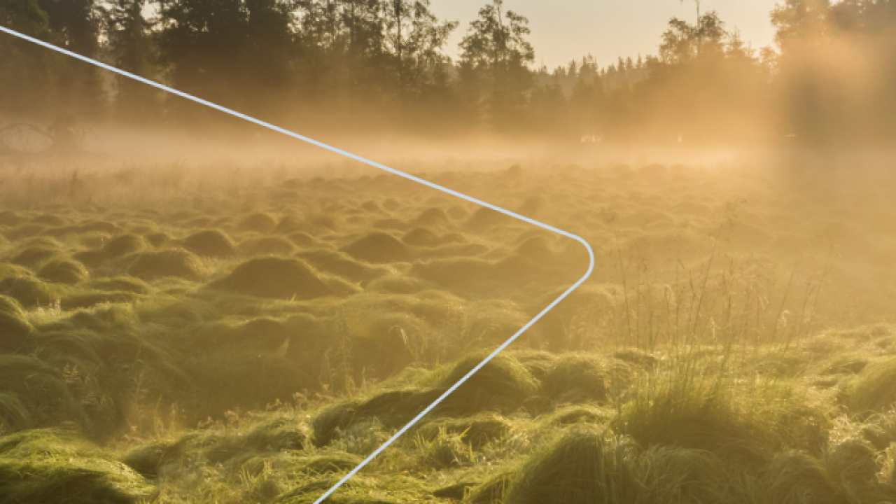 Landscape of a peat bog, light fog above.