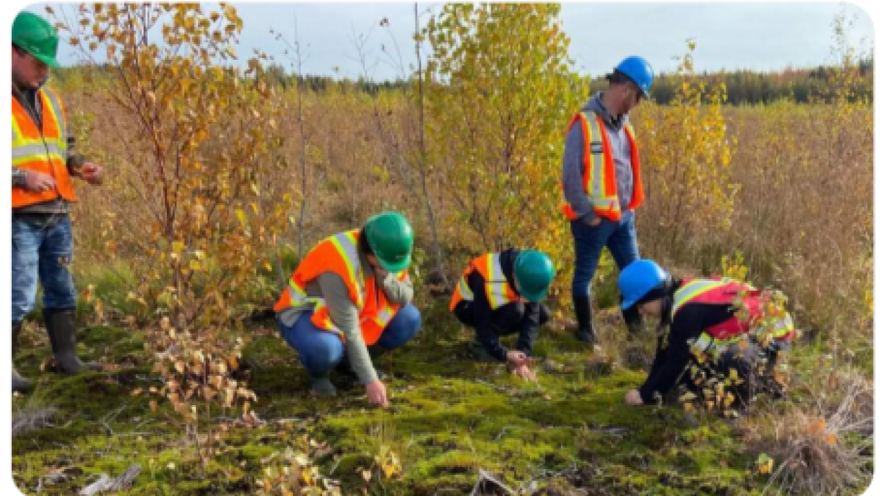 People in hard hats and high-vis vests, some crouched and inspecting the ground in a grassy area.