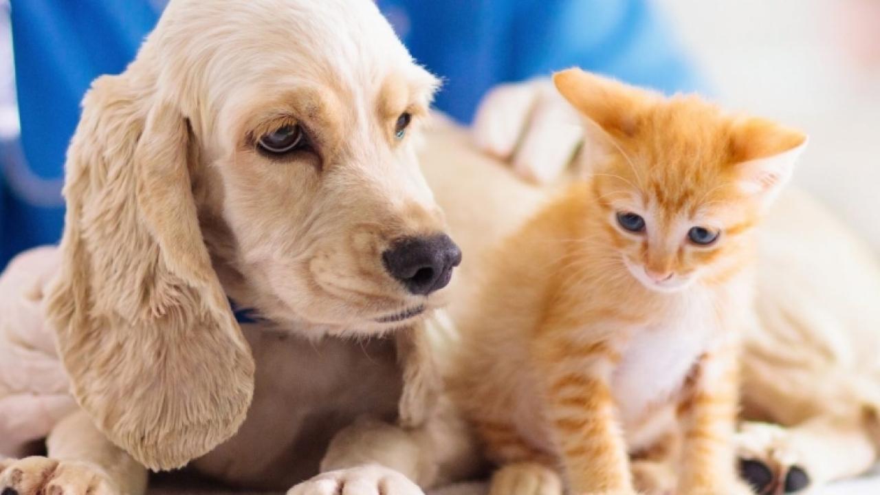 A puppy and kitten on a table, a person behind them and a bottle with dropper next to them