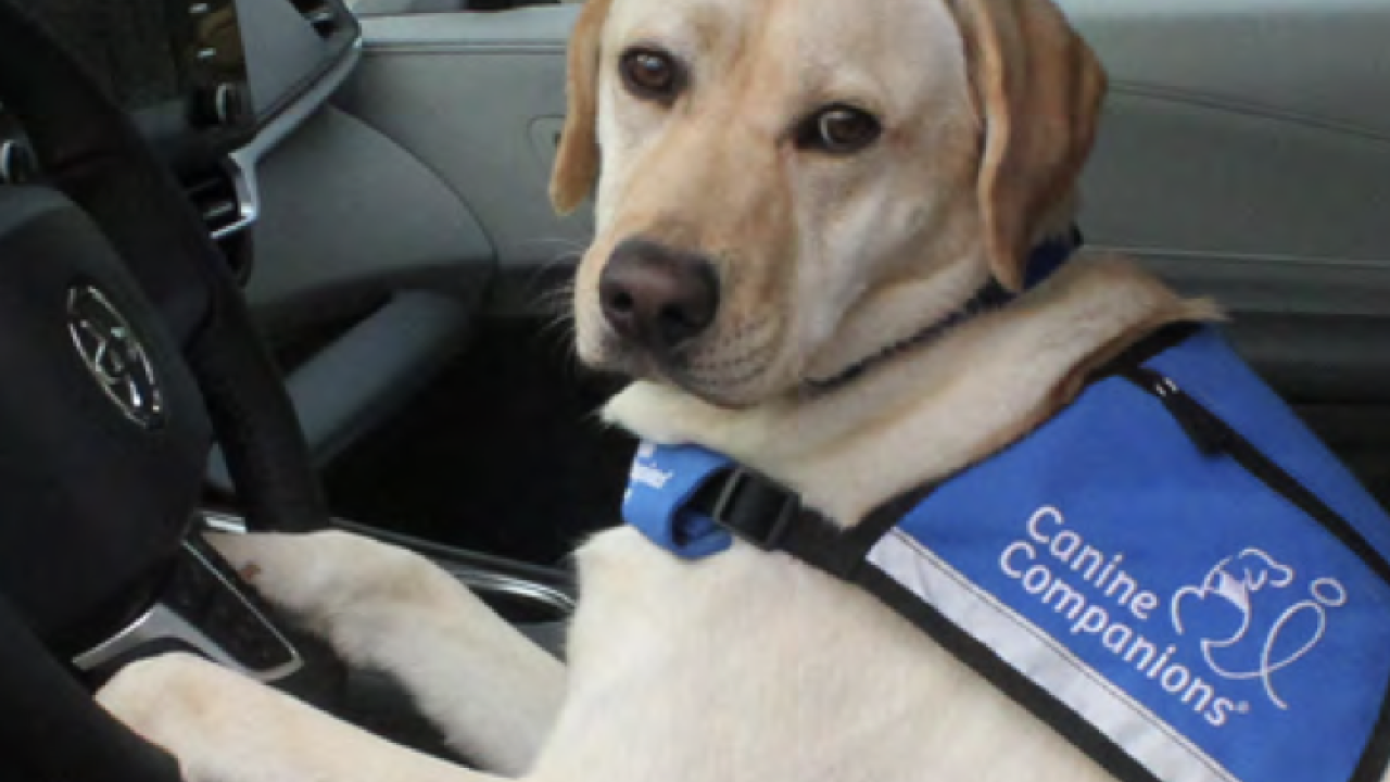 yellow lab in a blue service vest in a car