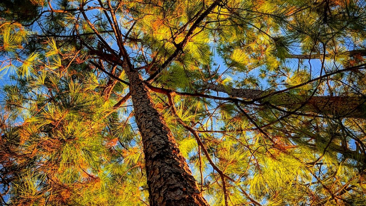pine tree canopy with the blue sky above