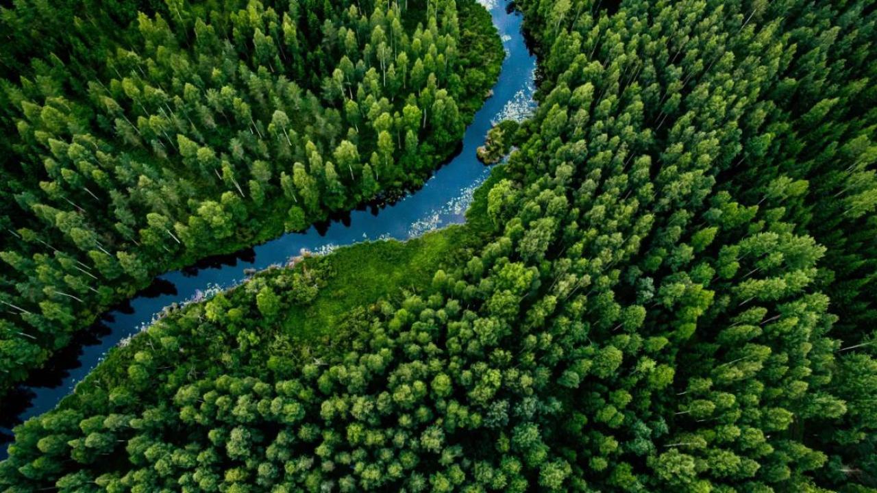 Aerial view of a forest with a river going through