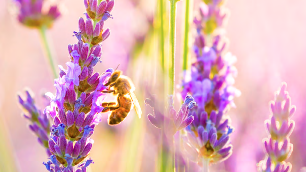 bee on tall purple flowers