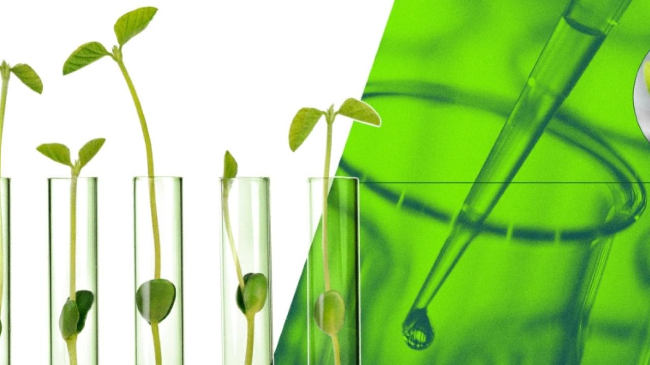 Seedlings in glass tubes. A pipette on the right with a green background.