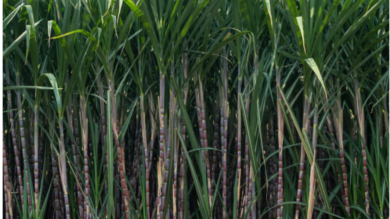 Close up of tall crops.