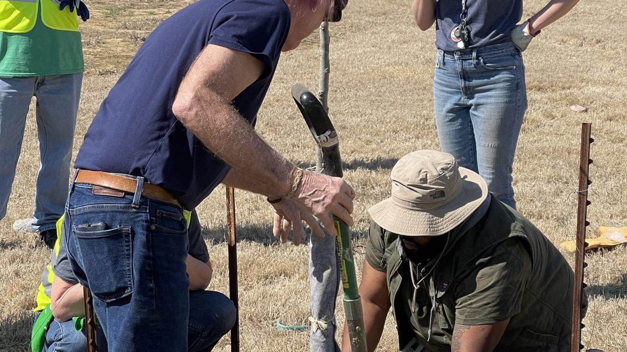 volunteers planting