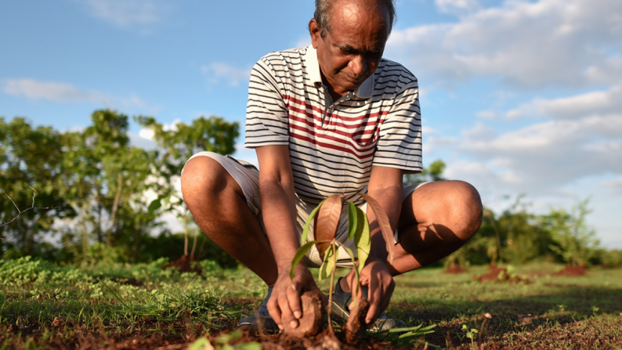 person planting a seedling