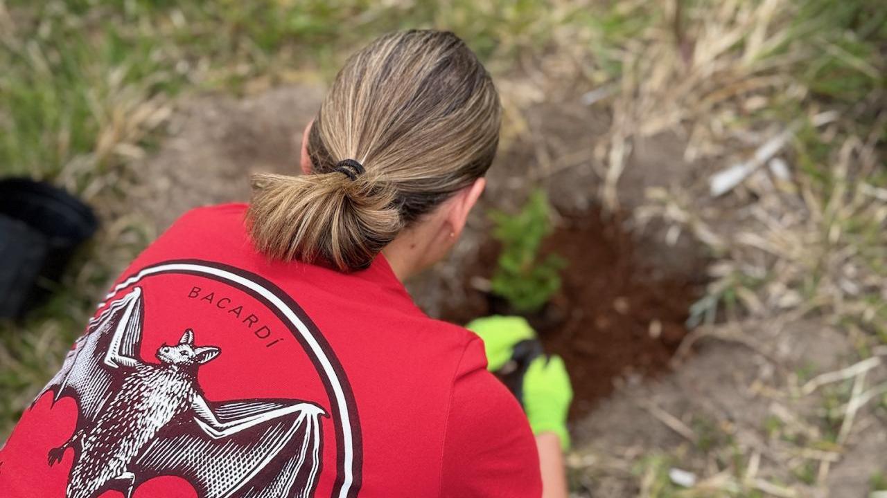 Person in red shirt planting a tree
