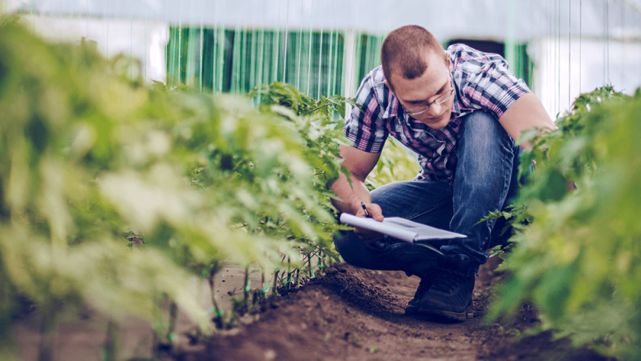 person looking at plants