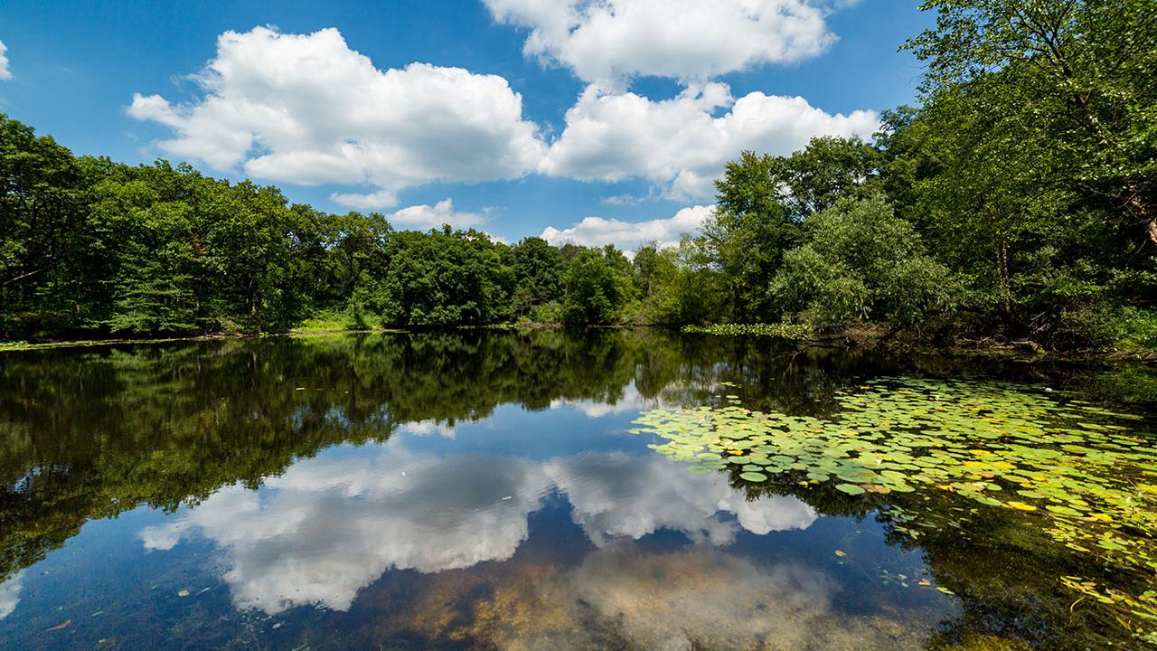 Thriving wetland