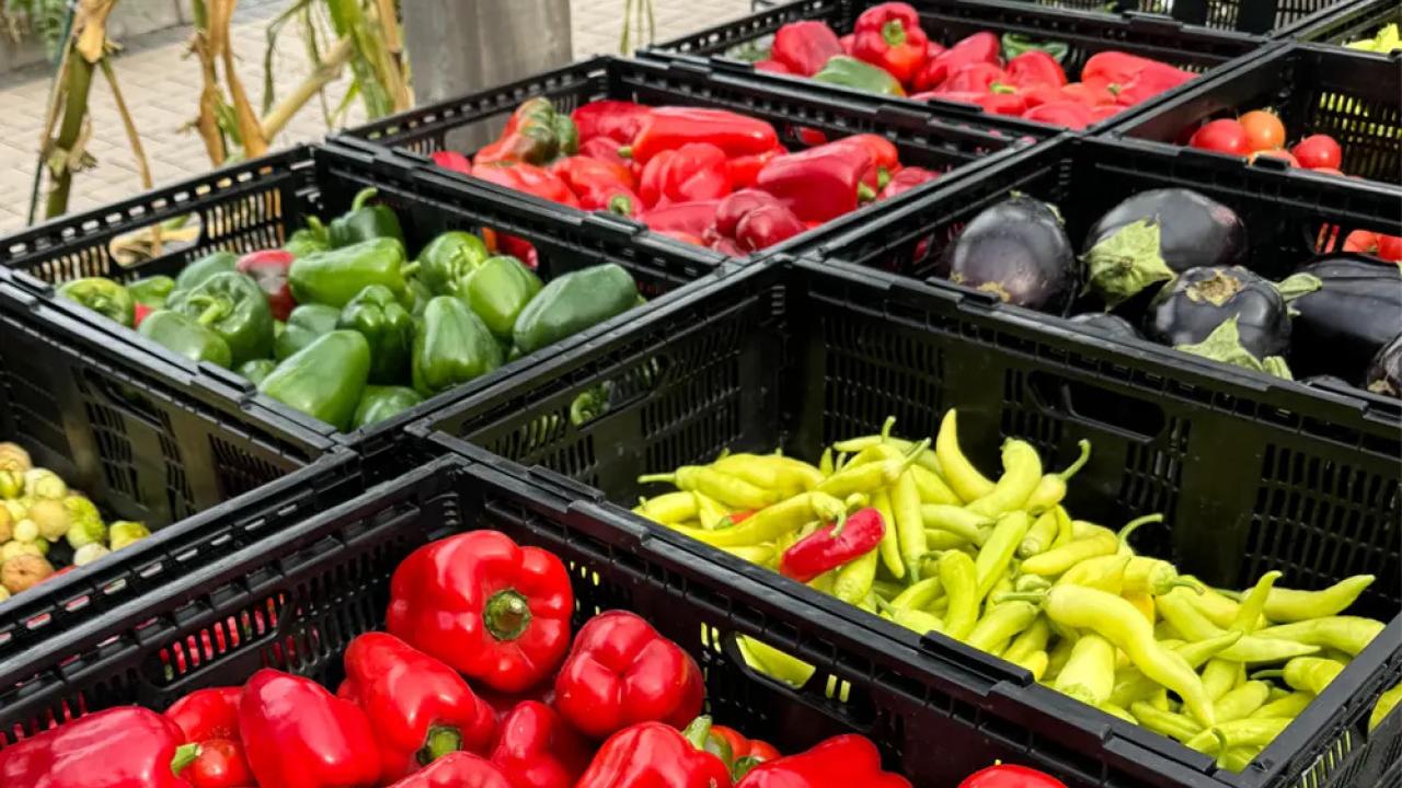Rows of black bins full of colorful produce.
