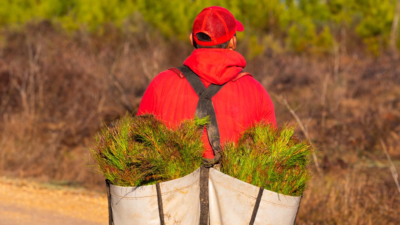 person dressed in red carrying canvas bags of branches on their back