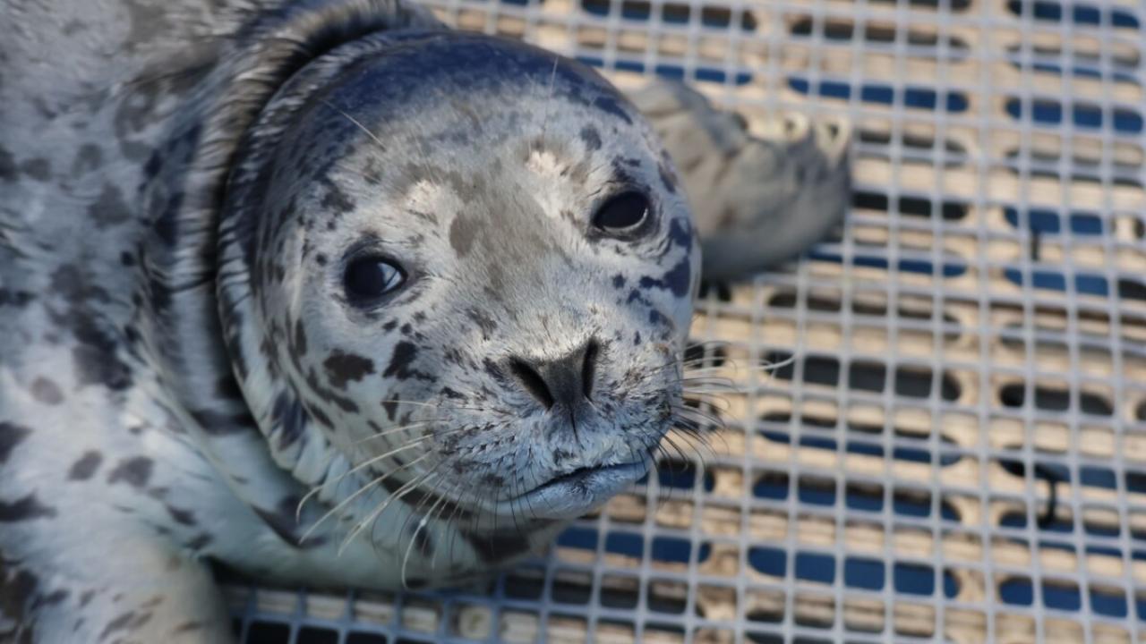 Close-up of rescued harbor seal pup DeePee during rehabilitation at the Vancouver Aquarium Marine Mammal Rescue Society in British Columbia.