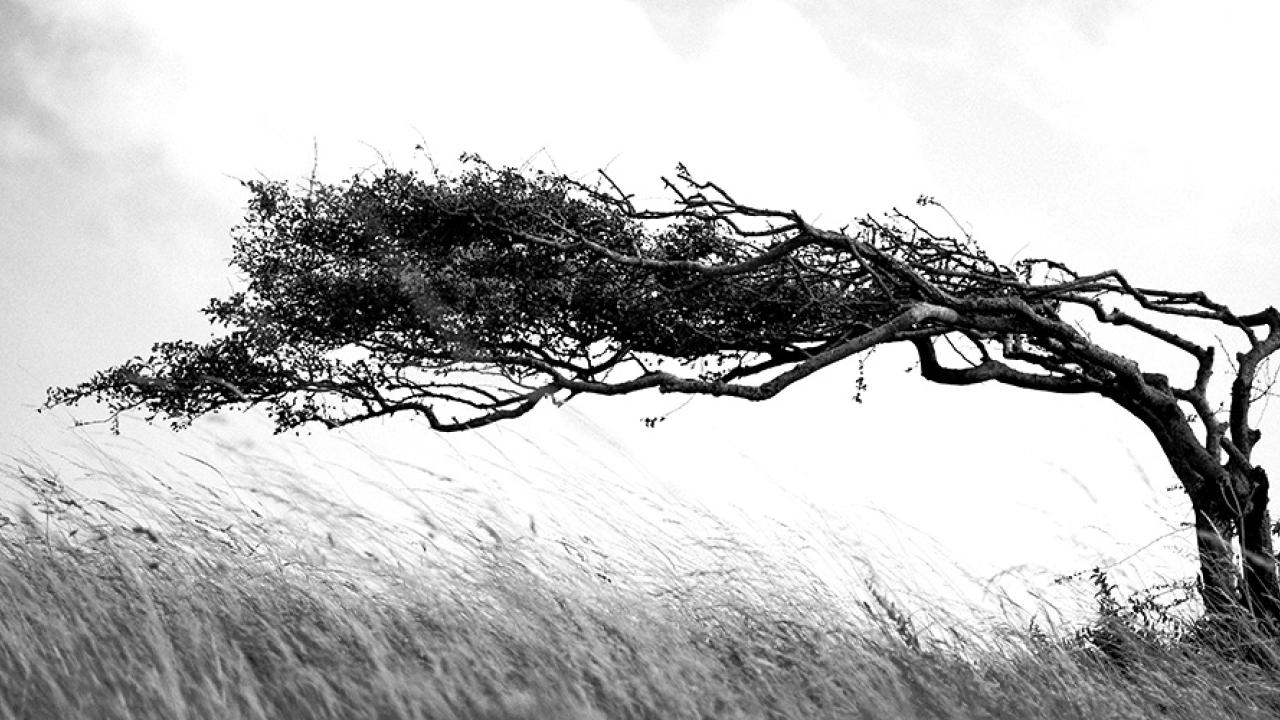 Tree blowing in the wind